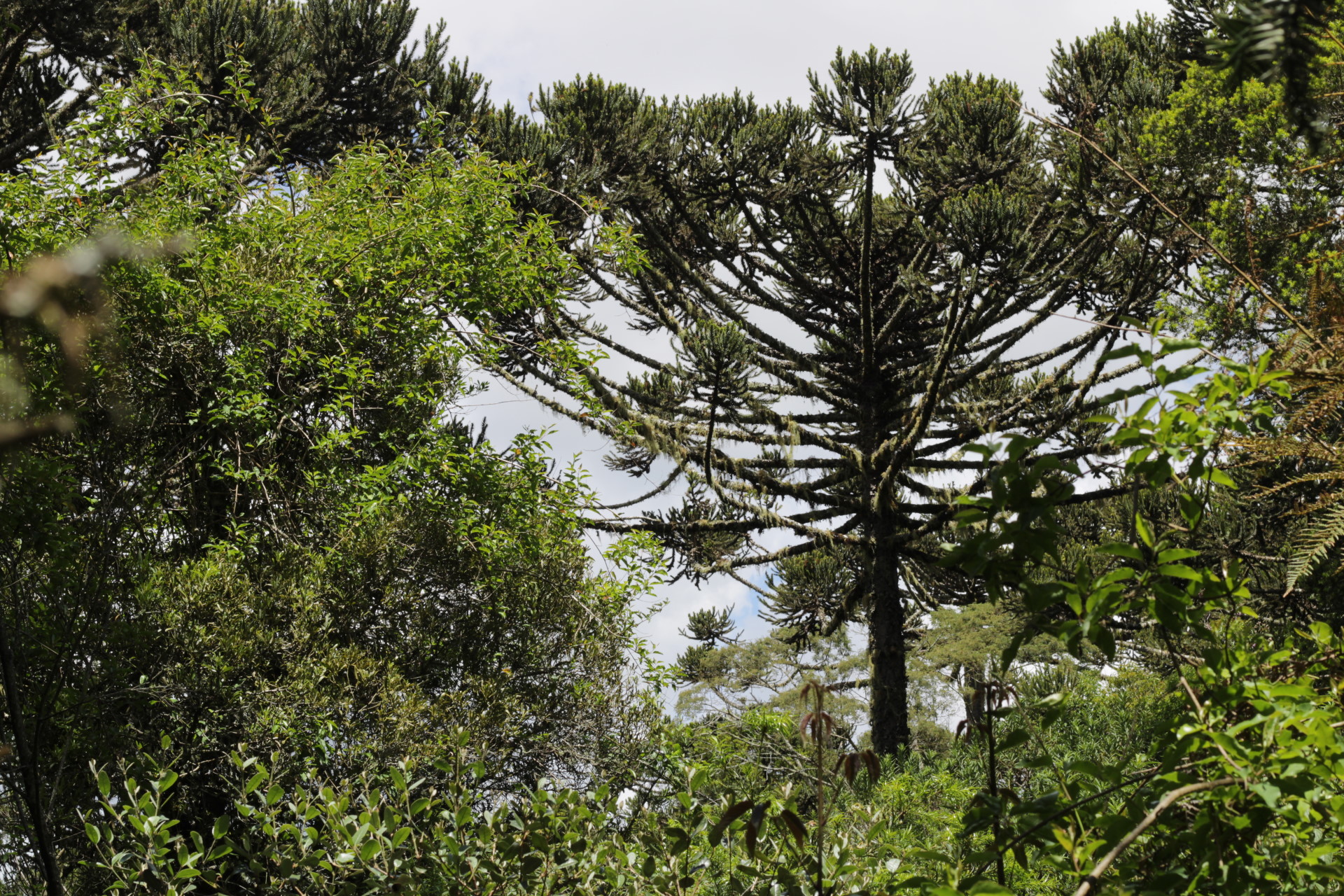 Árvores da Mata Atlântica na berlinda da extinção