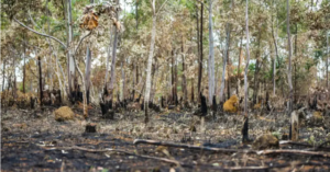 Brasil encerra 2023 com redução do desmatamento em 22%