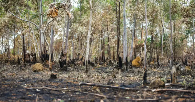 Brasil encerra 2023 com redução do desmatamento em 22%