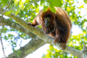 Bugios voltam para Florianópolis após mais de dois séculos