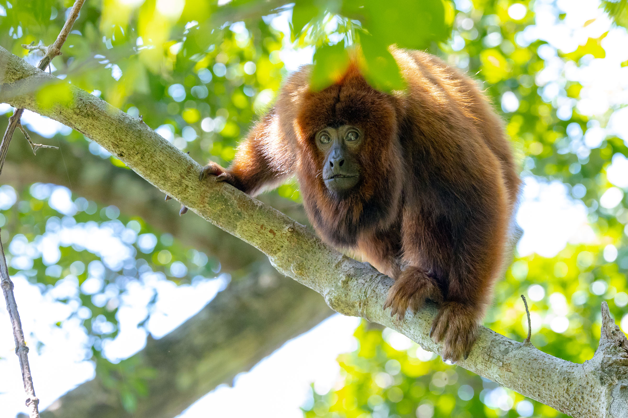 Bugios voltam para Florianópolis após mais de dois séculos