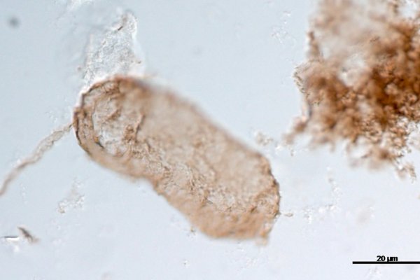 Cientistas descobrem evidência de fotossíntese oxigênica mais antiga já registrada