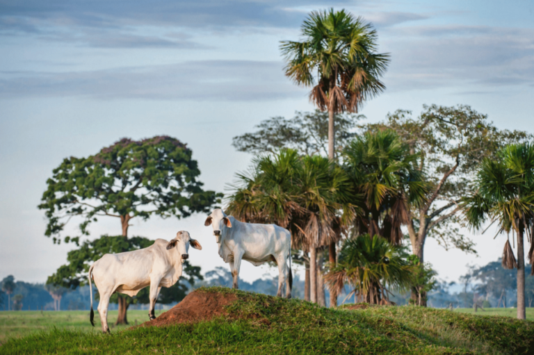 Com novo acordo, Colômbia prevê escalada de vendas de carne bovina à China