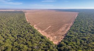 Como o plantio de árvores estaria contribuindo para a destruição do planeta