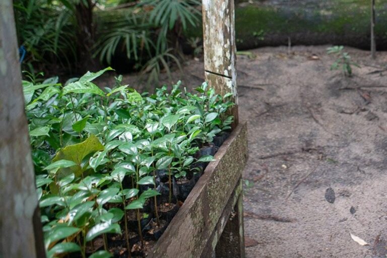 Ecossistemas serão perdidos se restauração continuar nos moldes atuais