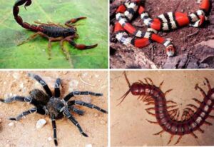 Especialista pede cautela com animais peçonhentos durante Inverno Amazônico