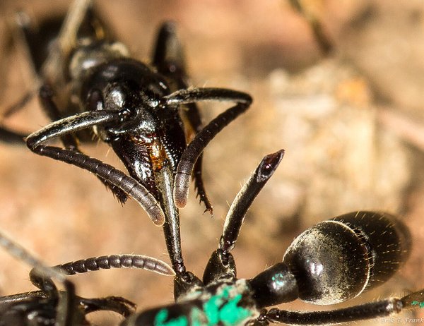 Formigas Matabele produzem antibióticos naturais para tratar ferimentos de batalha, afirma estudo