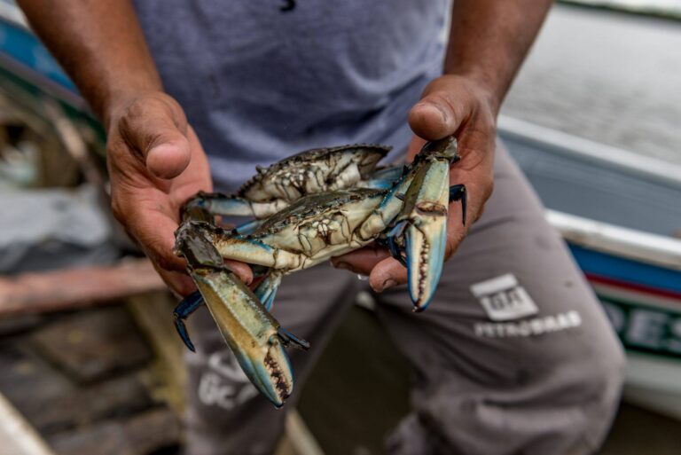 Galeria: Projeto monitora fauna em manguezal restaurado na Baía de Guanabara