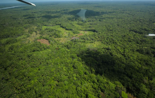 Índices de redução de desmatamento na Amazônia são liderados pelo Pará