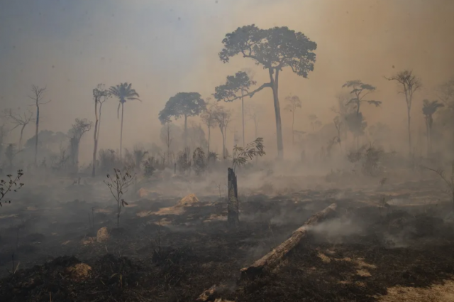 Inteligência artificial: queimadas na Amazônia serão monitoradas por ChatBot