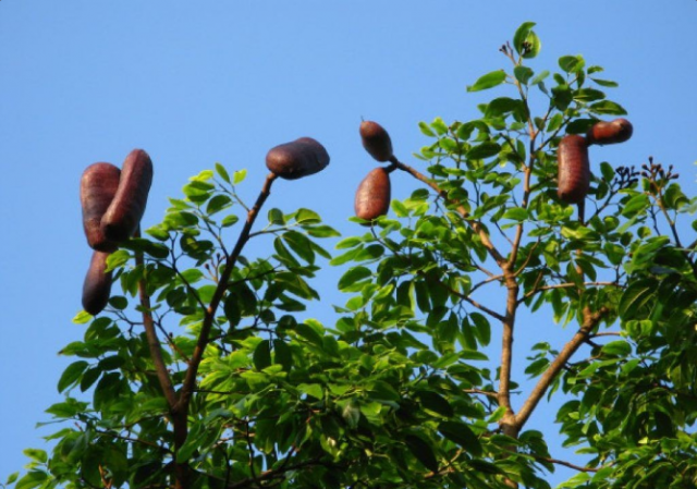 Jatobá: conheça os benefícios da planta amazônica utilizada no tratamento de várias doenças