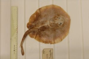 Java Stingaree: o primeiro peixe marinho extinto pela ação humana