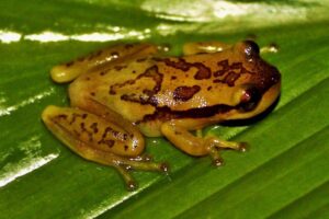 Nova espécie de perereca-de-bromélia é identificada na Bahia