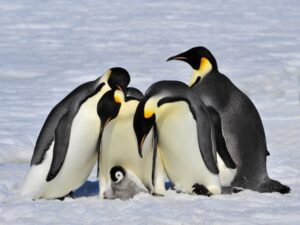 Novas colônias de pinguim-imperador na Antártica são avistadas por satélites