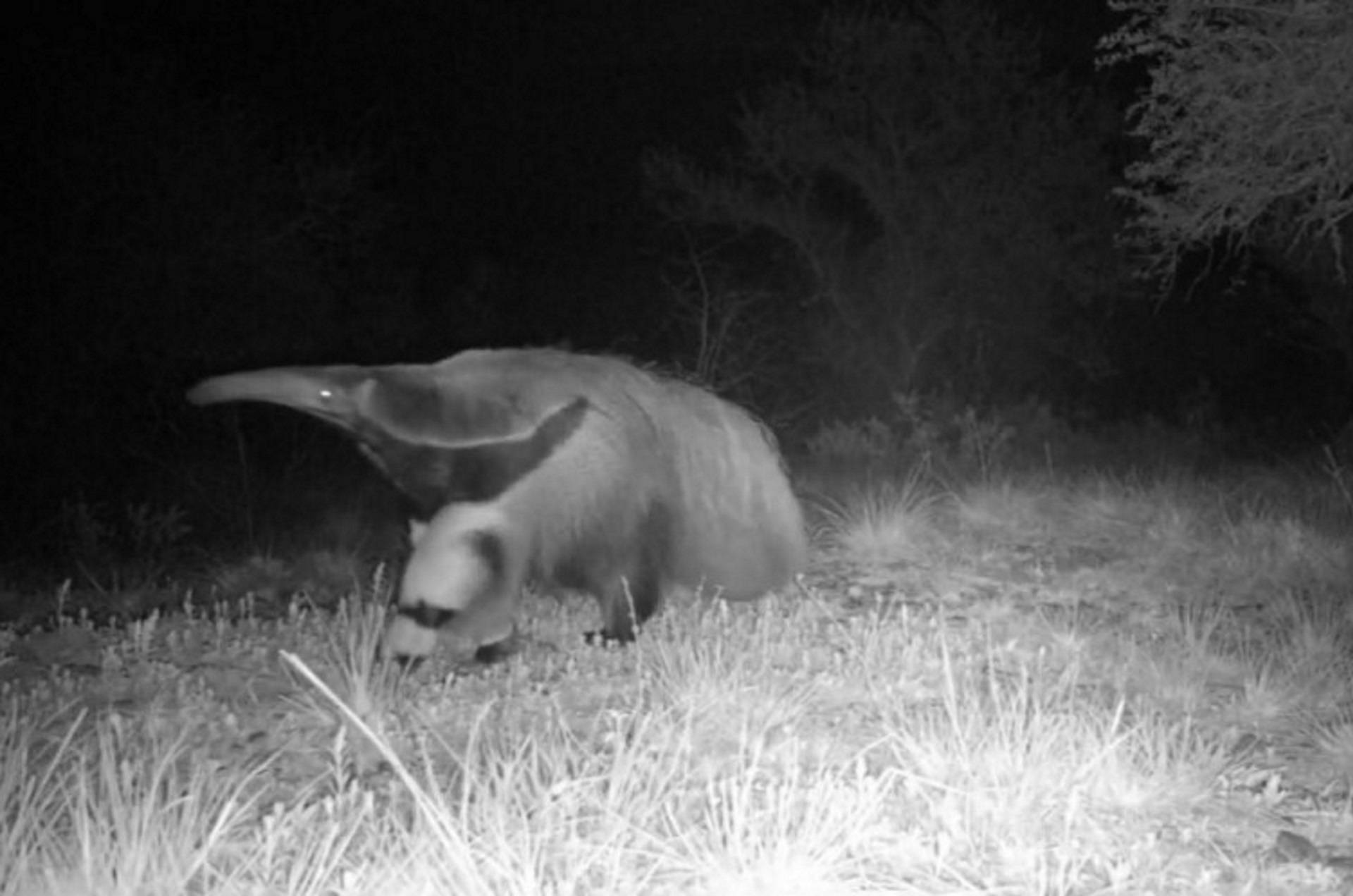 O tamanduá-bandeira pode ter retornado ao Rio Grande do Sul