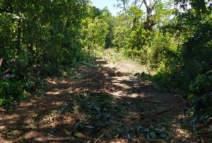 Obra de estrada no RJ ameaça espécies em extinção e não tem licença, denunciam ambientalistas