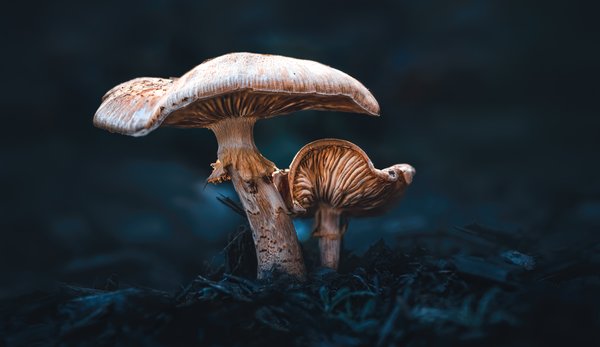 Psicodélicos há 67 milhões de anos: a evolução misteriosa dos cogumelos