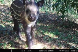 Qual é a relação da fauna com a restauração de ecossistemas?