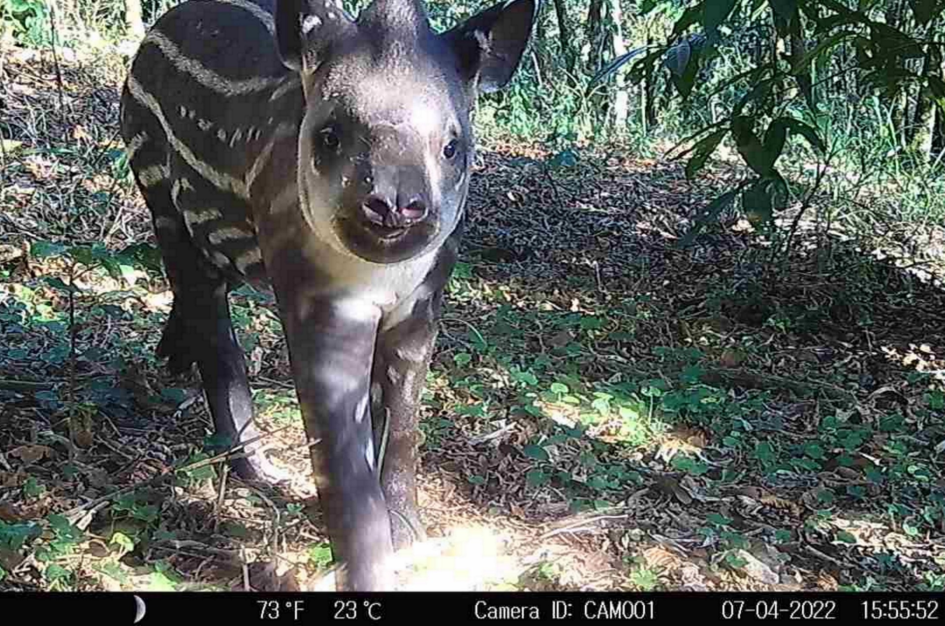 Qual é a relação da fauna com a restauração de ecossistemas?