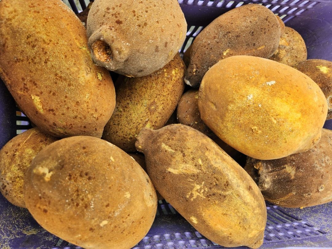 Saiba quais frutas amazônicas são tipicamente encontradas durante o período chuvoso