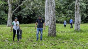 Sementes de seringueira são colhidas e levadas para parque em Rondônia