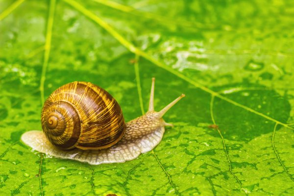 Será que funciona? Muco de caracol é alternativa na indústria cosmética