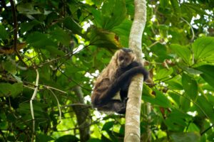 Unidades de conservação atuais são insuficientes para proteger a biodiversidade brasileira