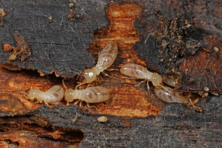 A falta de resposta para a “cupinização” do licenciamento ambiental paulista