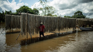 A paixão amazônica (5) - Amazônia Real