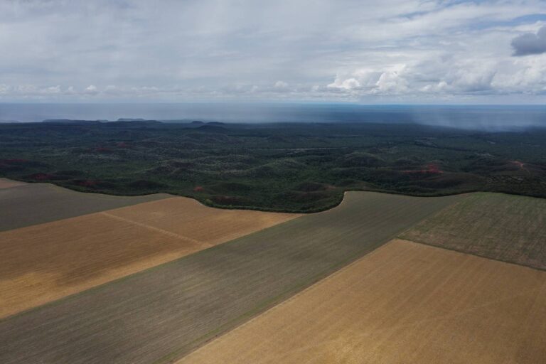 Alertas de desmatamento no Cerrado têm redução de 33% em janeiro
