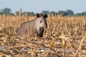 Antas “avisam” pesquisadores sobre contaminação humana por agrotóxicos no MS