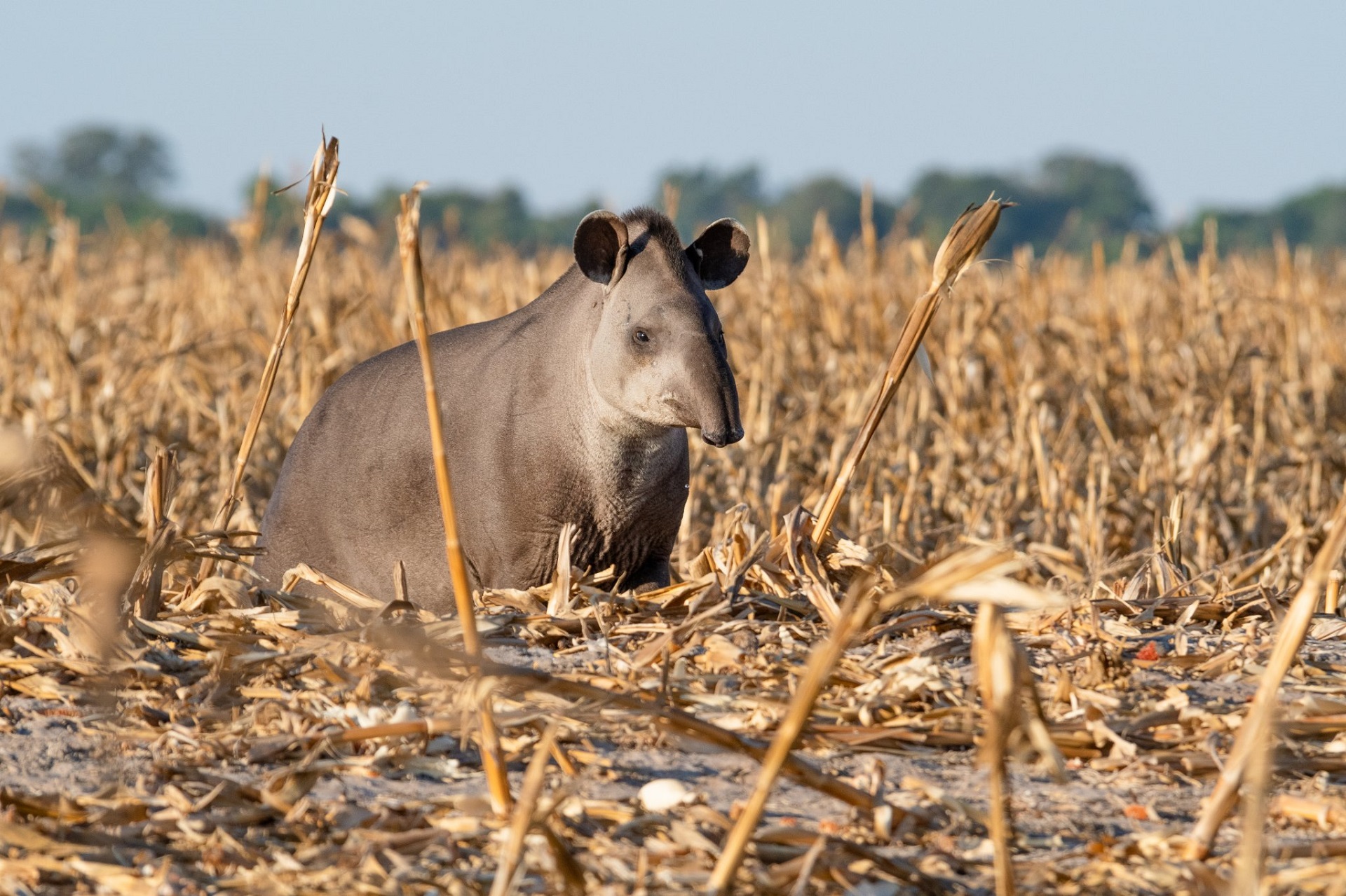 Antas “avisam” pesquisadores sobre contaminação humana por agrotóxicos no MS