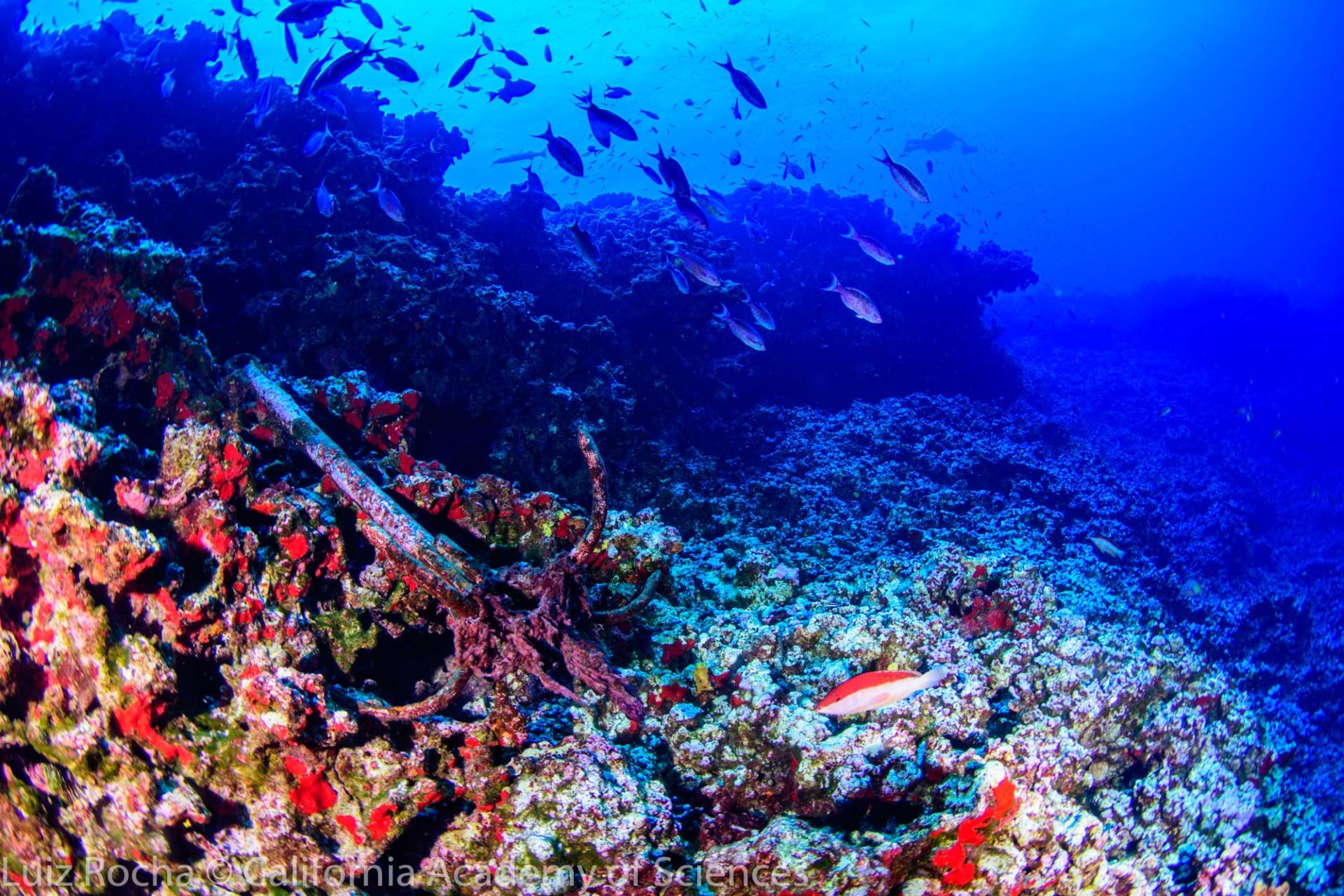 Área mais rica em peixes recifais do Atlântico precisa de mais proteção