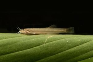 Bagre de cor rara é encontrado pela primeira vez no Parque Nacional da Tijuca