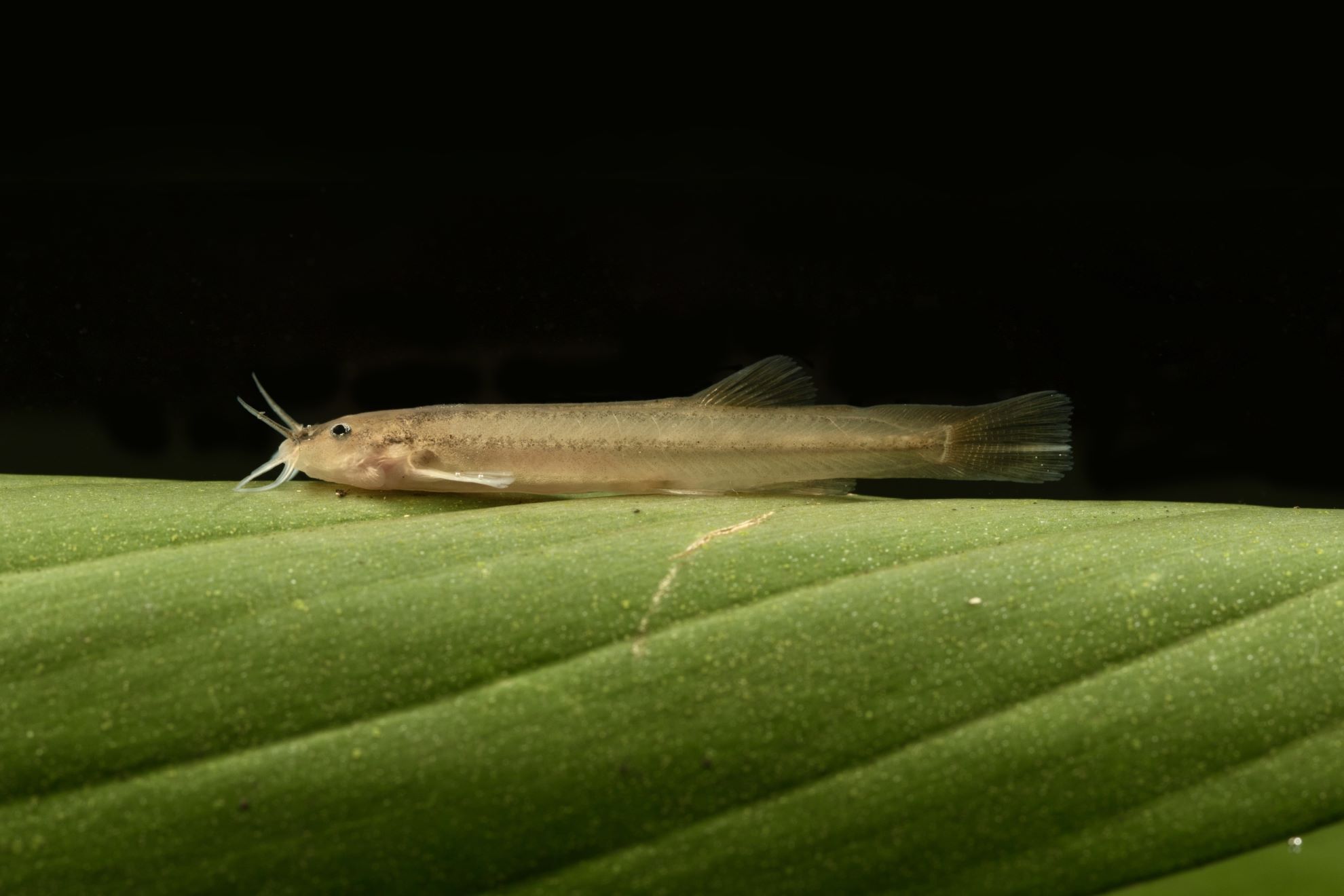 Bagre de cor rara é encontrado pela primeira vez no Parque Nacional da Tijuca