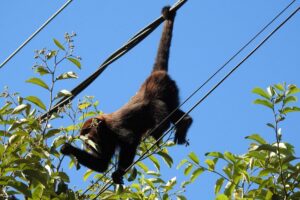 CEEE Equatorial terá que isolar fios da rede elétrica para proteger bugios, decide Justiça