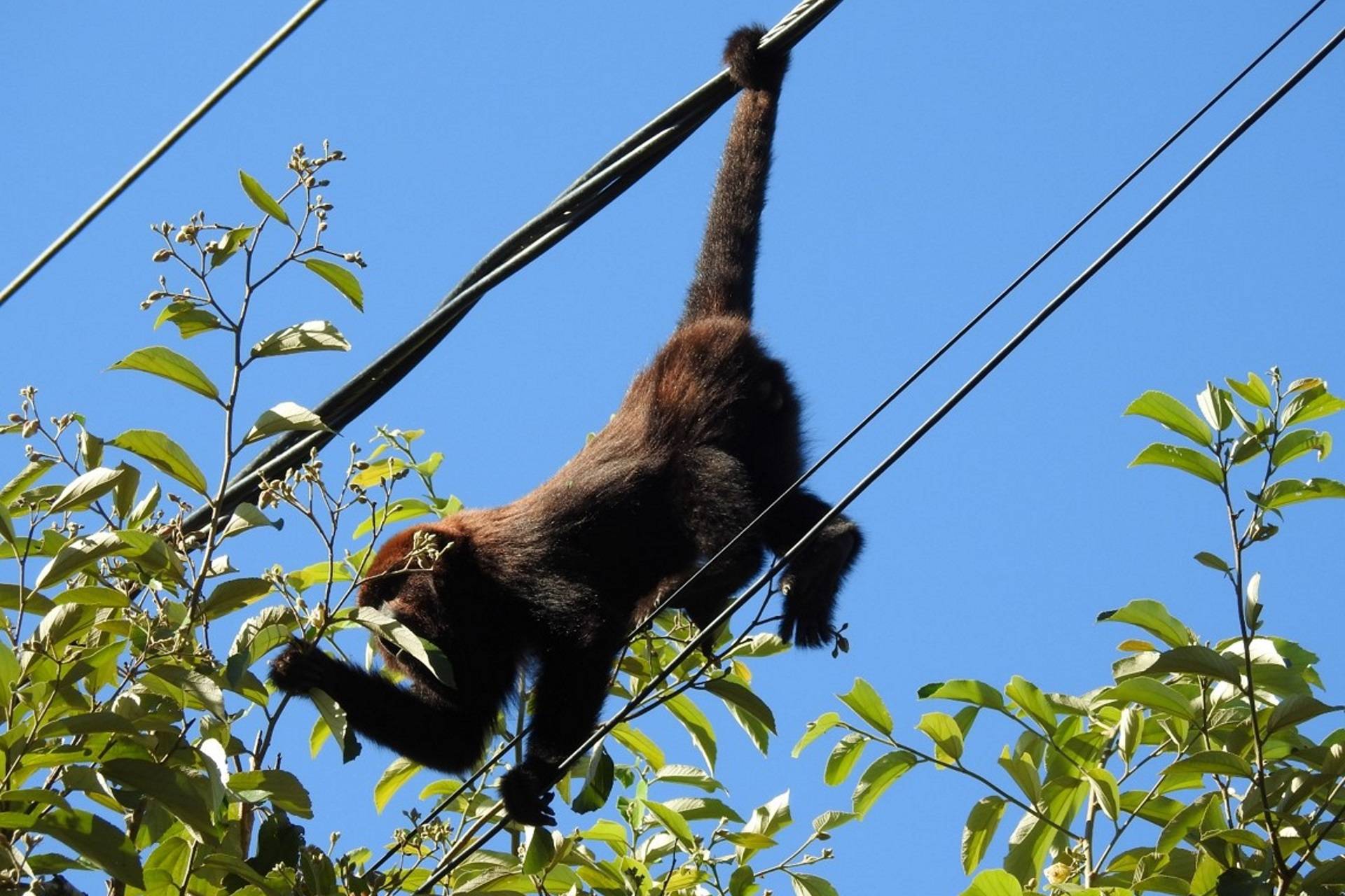 CEEE Equatorial terá que isolar fios da rede elétrica para proteger bugios, decide Justiça