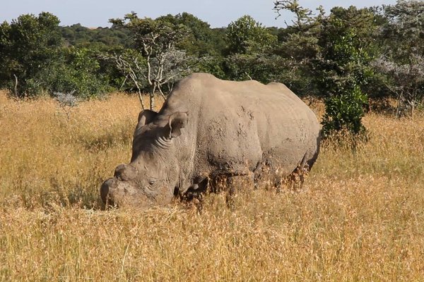 Conheça Sudan, o último rinoceronte-branco-do-norte macho de sua espécie