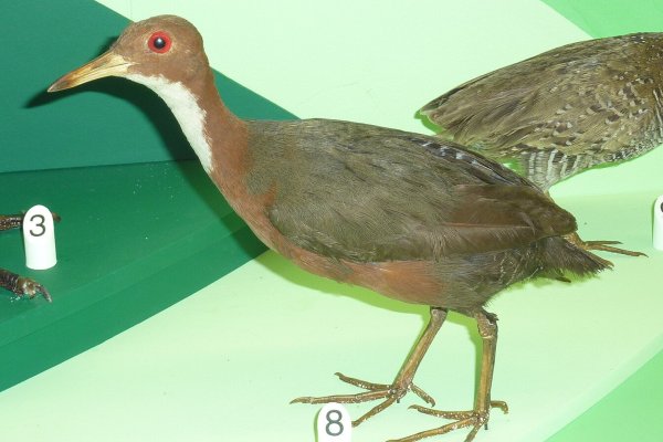 ‘Cuvier’s rail’: a ave que escapou da extinção evoluindo duas vezes