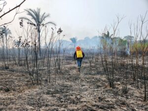 Desmatamento e focos de calor apresentam queda em 2023 na área de influência da BR-319