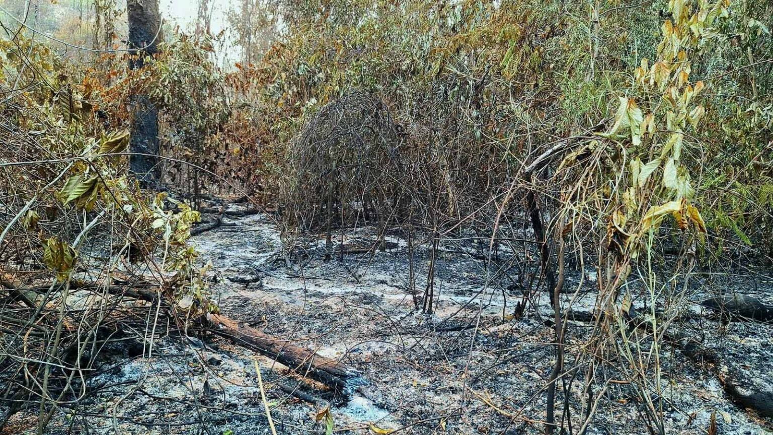 Fogo atinge floresta da TI Yanomami e Hutukara pede providências