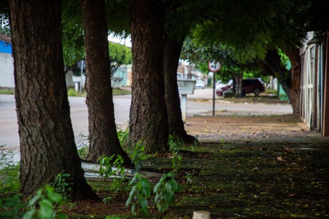 Guia de arborização ensina quais árvores são boas para plantar na zona urbana em Porto Velho