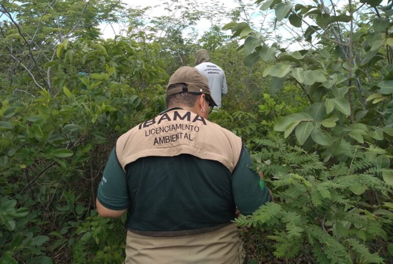 Licenças concedidas pelo Ibama sofrem queda de 65% em meio a mobilização de servidores
