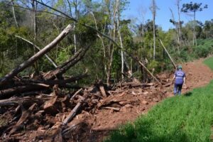 Mais 500 hectares perdidos na Mata Atlântica e no Pampa gaúchos