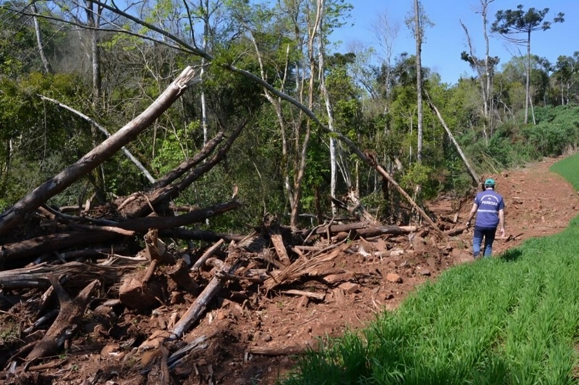 Mais 500 hectares perdidos na Mata Atlântica e no Pampa gaúchos