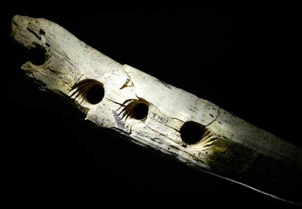 Marfim de mamute de 35 mil anos era usado como ferramenta para fazer corda