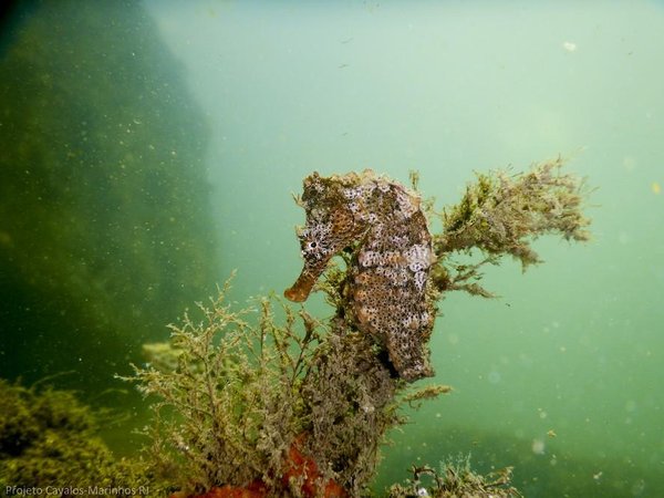 Mercado negro de cavalos-marinhos no Brasil está aumentando, diz estudo