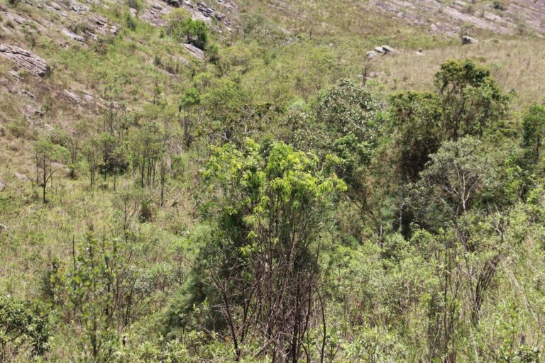 No quadrilátero ferrífero, em Minas Gerais, a descoberta de uma árvore é também esperança