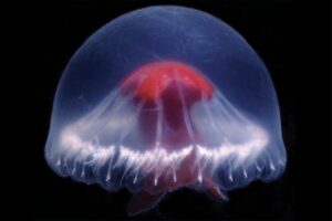 Nova água-viva descoberta no Japão pode conter arsenal de venenos nunca vistos antes