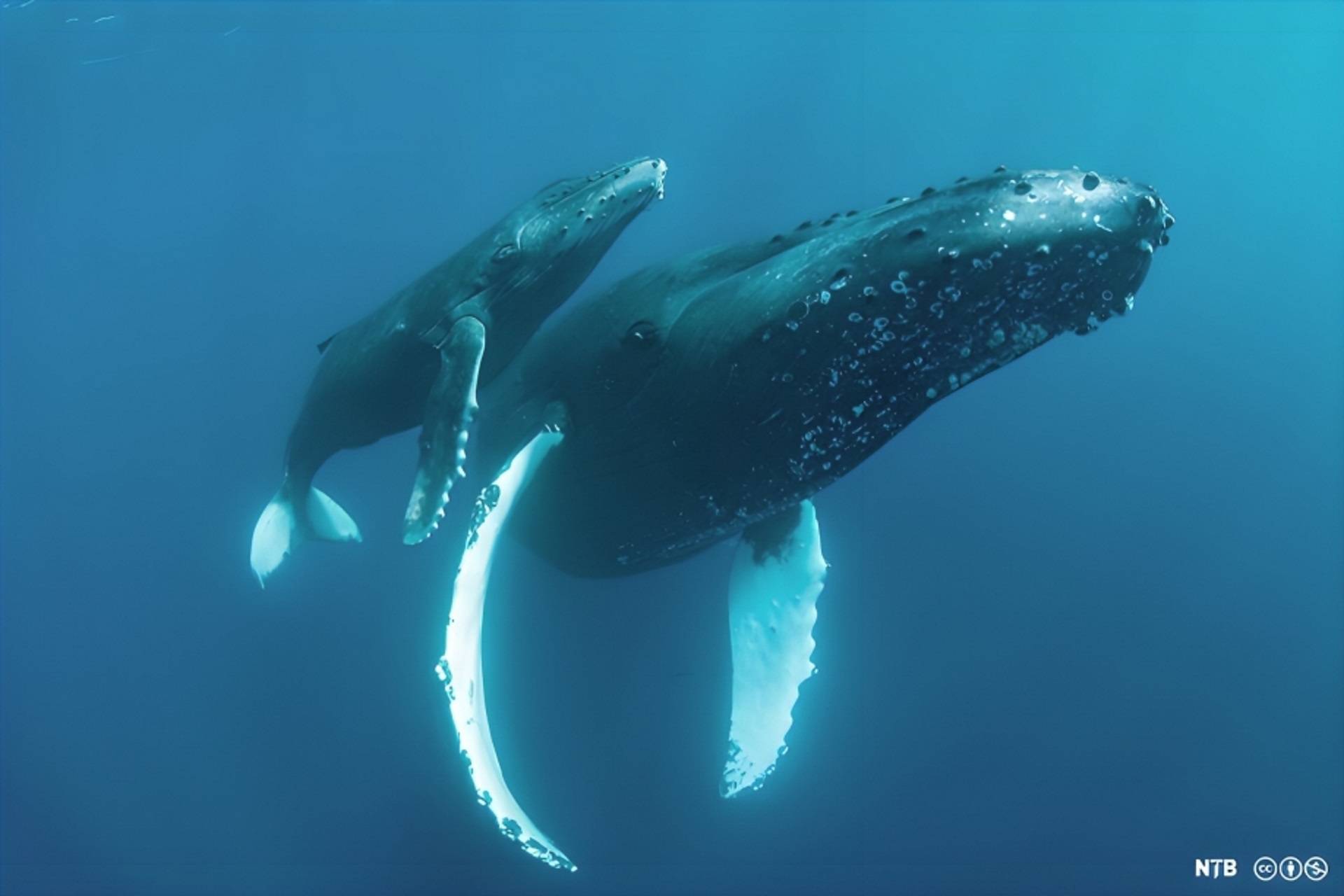 ONU alerta sobre grande declínio e maior risco de extinção de espécies migratórias